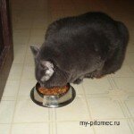 Рацион и питание кошек