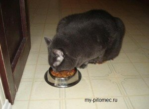 питание кошек