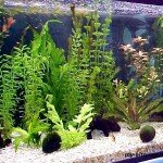 Аквариумные растения живые и искусственные