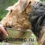 Чем кормить собаку