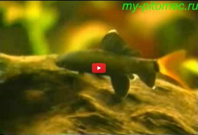 Видео выбор аквариумных рыбок для аквариума