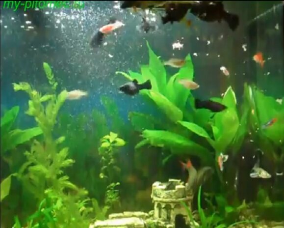 Мой аквариум вечерняя трапеза