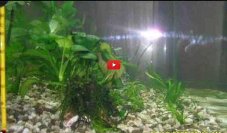 видео запуск аквариума с ноля