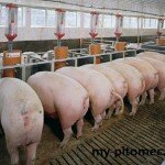 Кондиции свиней