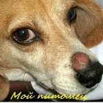 Стригущий лишай у собак