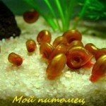 аквариумные улитки