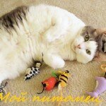 Игрушки для кошек
