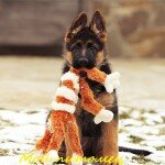 Игрушки для собак