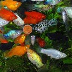 Кормление аквариумных рыб