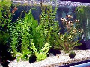 аквариумные растения, живые или искуственные