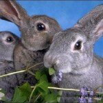 разведение кроликов