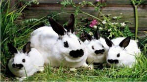 содержание кроликов
