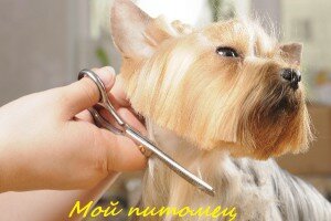 как подстричь собаку