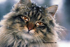 кошка мэйн кун зимой
