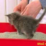 как приучить котенка к лотку